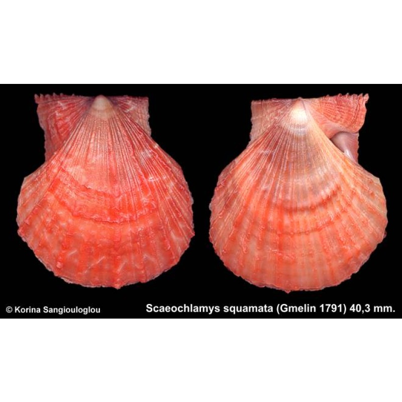 Scaeochlamys squamata Gorgeous Orange Superb!
