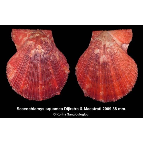 Scaeochlamys squamea Gorgeous Colorful!