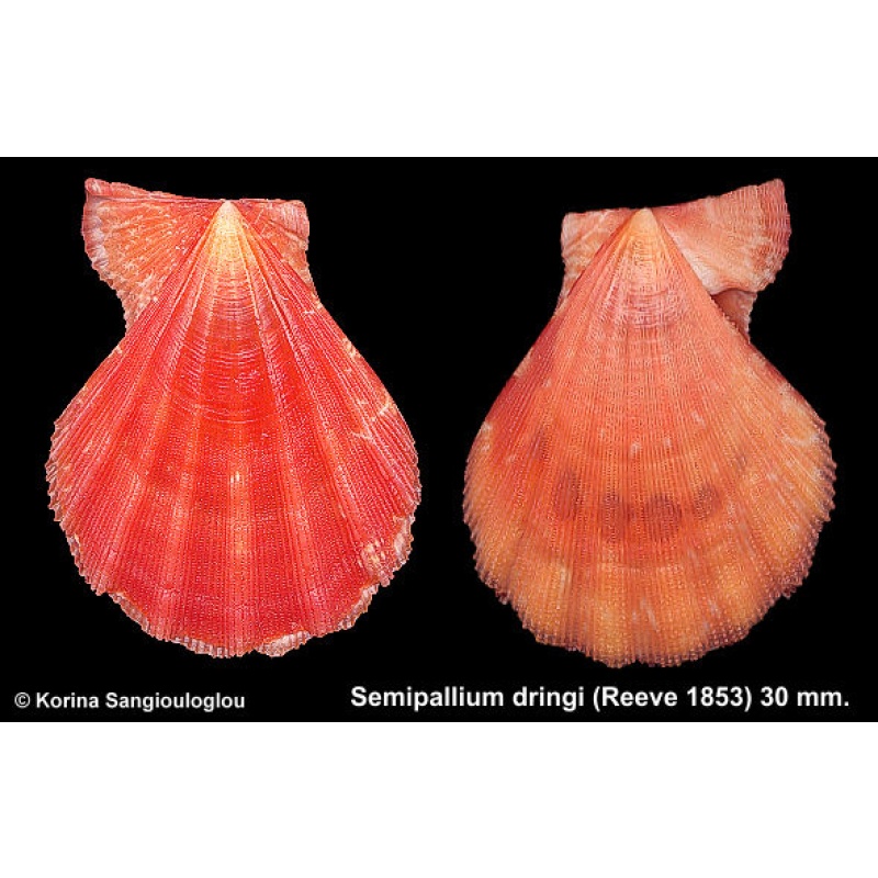 Semipallium dringi Gorgeous Orange!