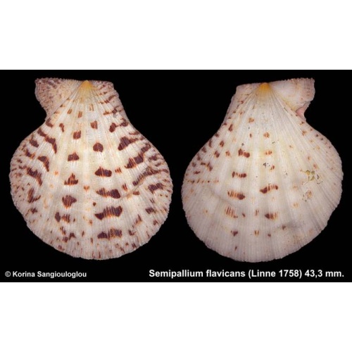 Semipallium flavicans Gorgeous!