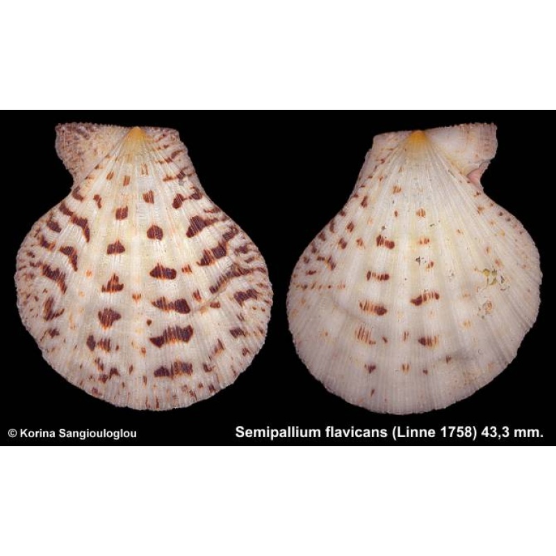 Semipallium flavicans Gorgeous!