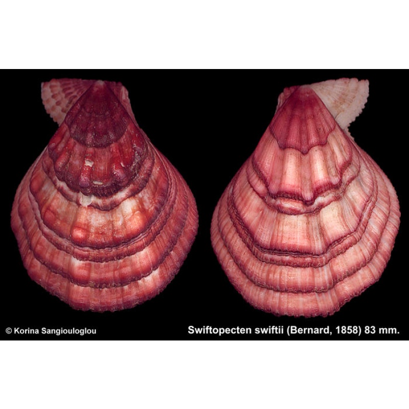 Swiftopecten swiftii Gorgeous Dark Knobby!