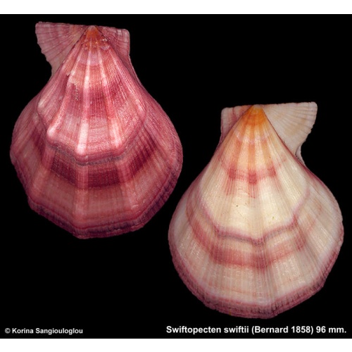 Swiftopecten swiftii Gorgeous Pinkish!