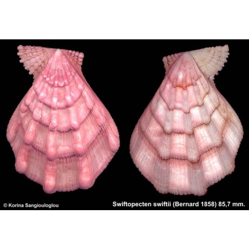 Swiftopecten swiftii Gorgeous Violet Knobby!