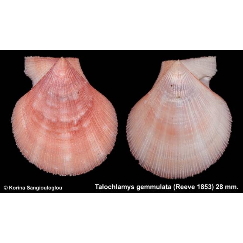 Talochlamys gemmulata Gorgeous Colorful!