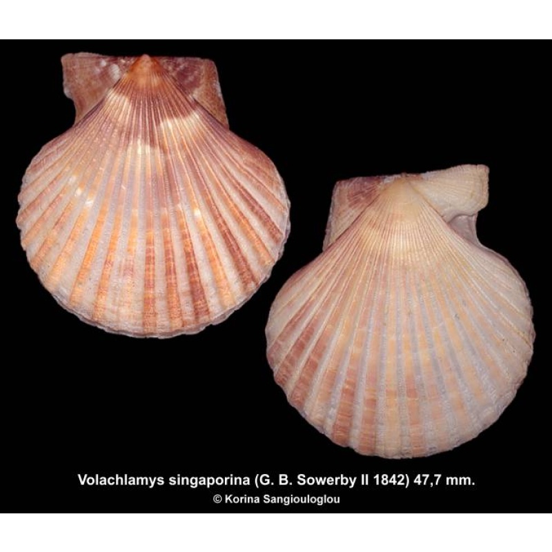 Volachlamys singaporina Gorgeous!
