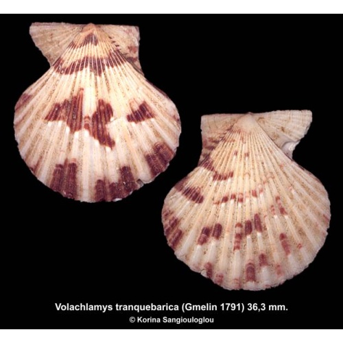 Volachlamys tranquebarica Outstanding!