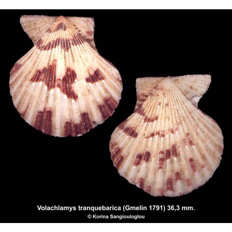 Volachlamys tranquebarica Outstanding!