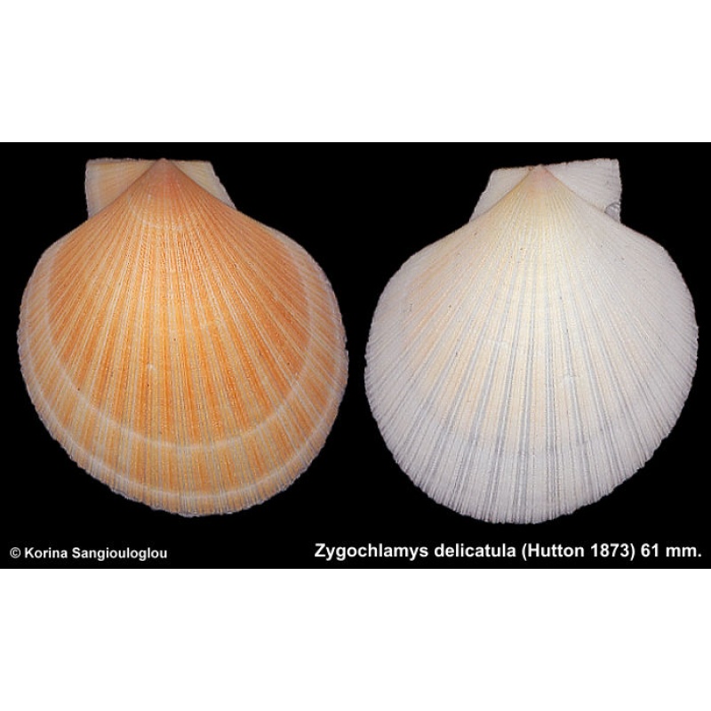 Zygochlamys delicatula Gorgeous Yellow Superb!