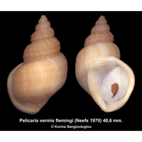 Pelicaria vermis flemingi Gorgeous Superb!