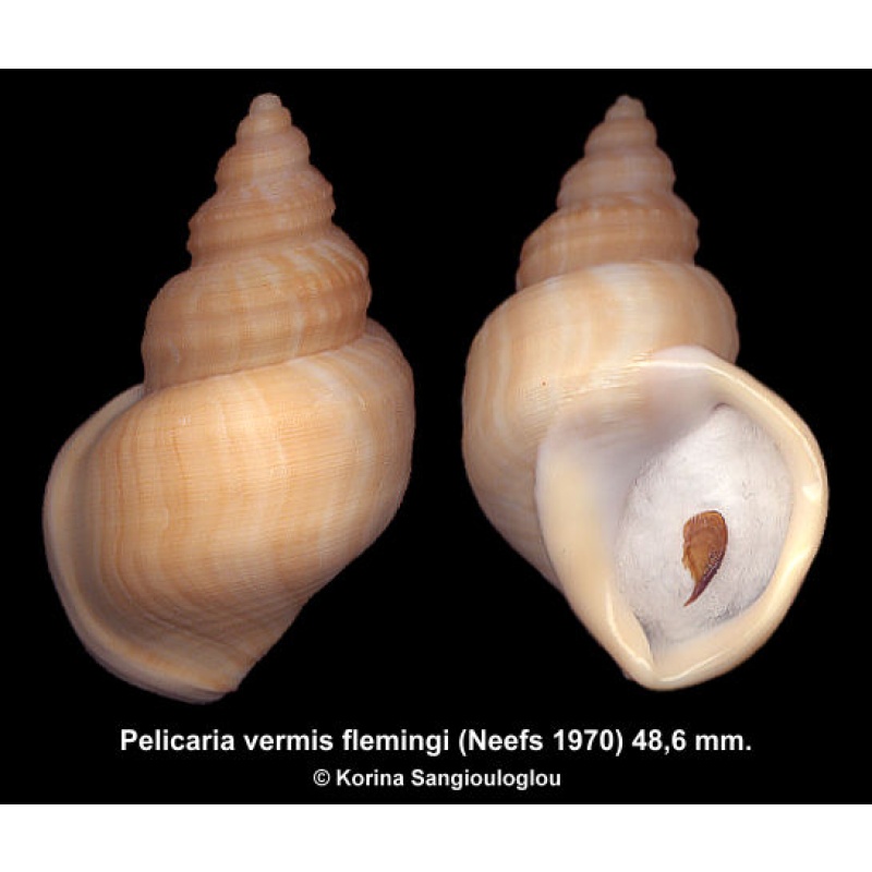 Pelicaria vermis flemingi Gorgeous Superb!