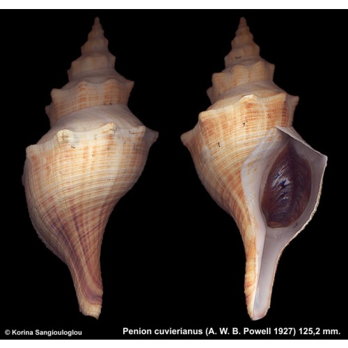 Penion cuvierianus Gorgeous Knobby!
