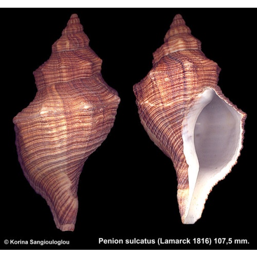 Penion sulcatus Gorgeous Large Heavy!