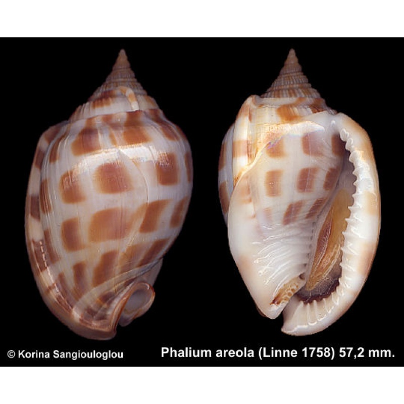 Phalium areola Gorgeous Dark!