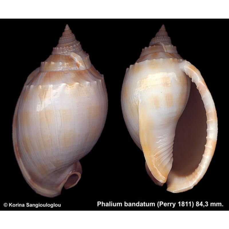 Phalium bandatum Gorgeous!