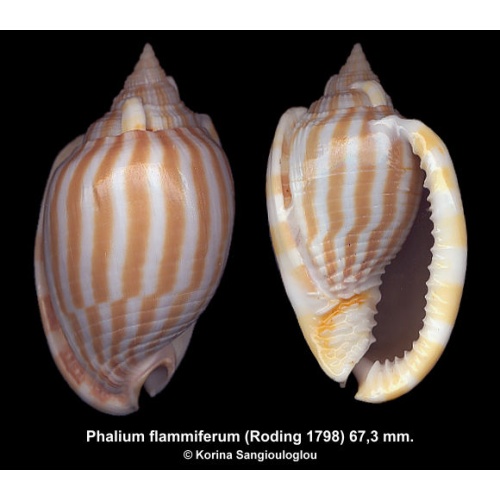 Phalium flammiferum Gorgeous!