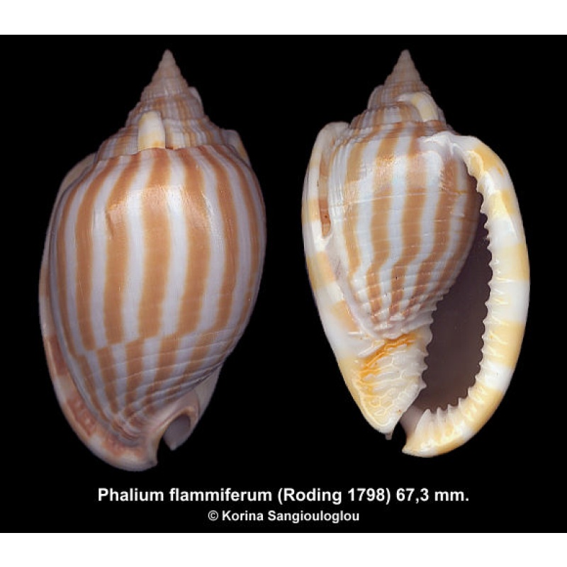 Phalium flammiferum Gorgeous!