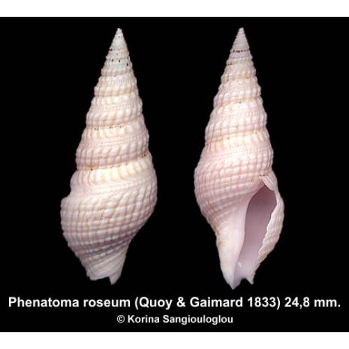 Phenatoma roseum Gorgeous Superb!