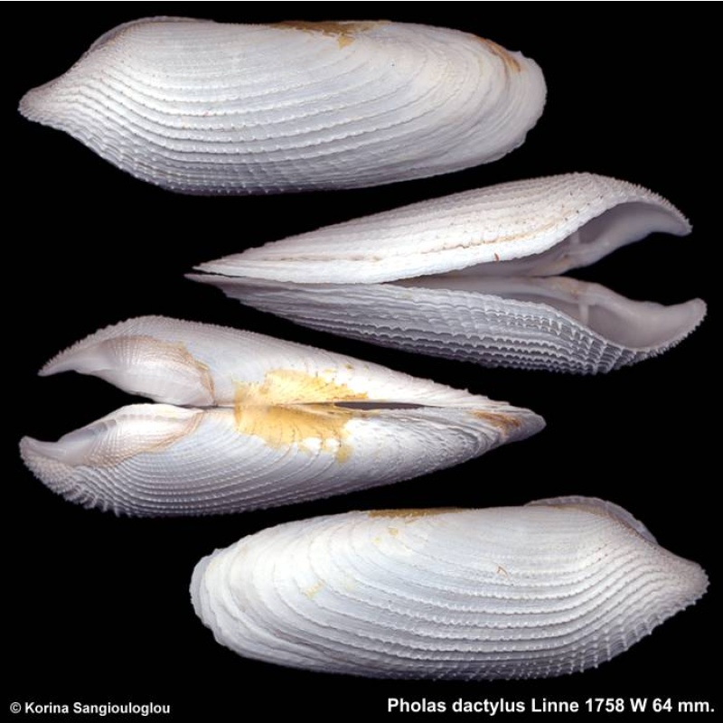 Pholas dactylus Gorgeous!