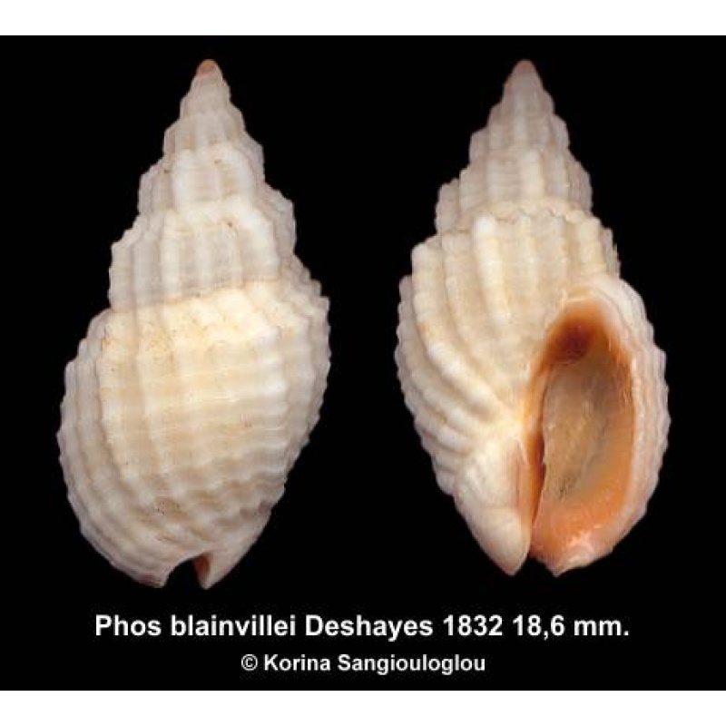 Phos blainvillei Gorgeous Orange Aperture!