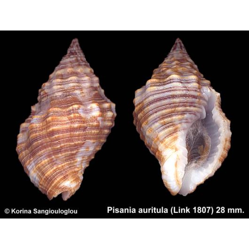 Pisania auritula Outstanding!