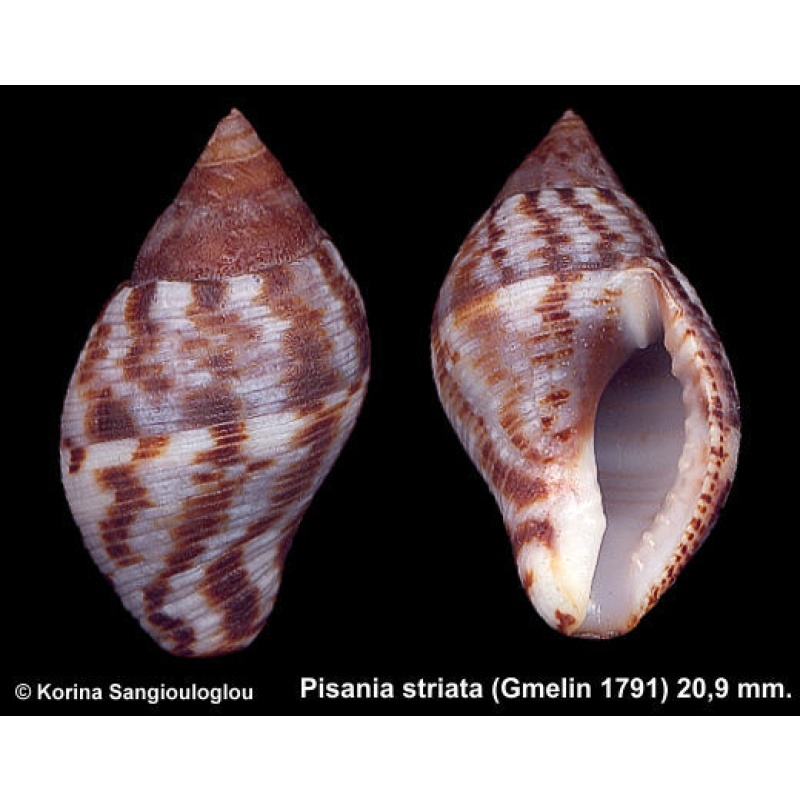 Pisania striata Gorgeous!