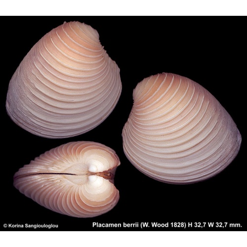 Placamen berrii Gorgeous!
