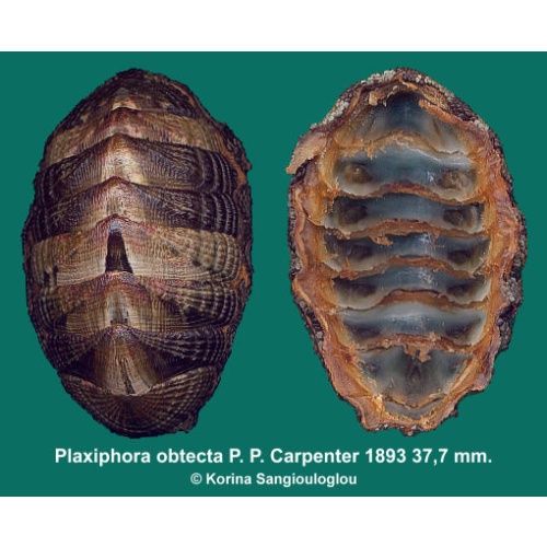 Plaxiphora obtecta Gorgeous Ornamented!