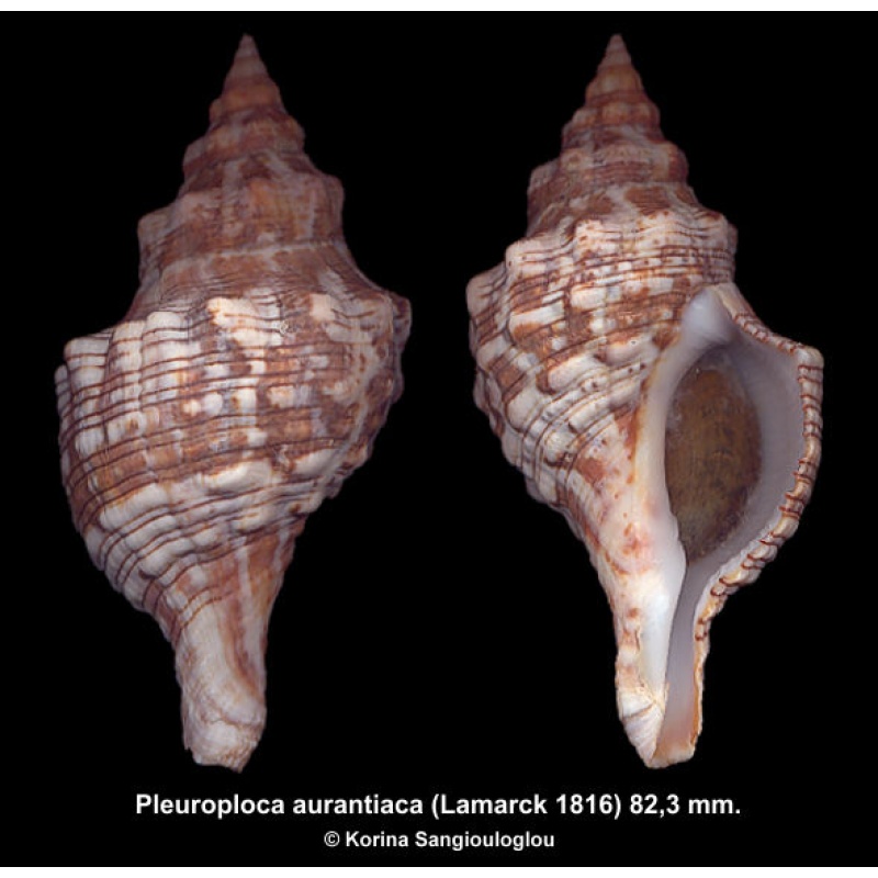 Pleuroploca aurantiaca Gorgeous Shallow Water Form!