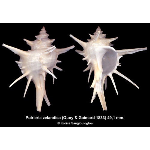 Poirieria zelandica Gorgeous Super Spiny!