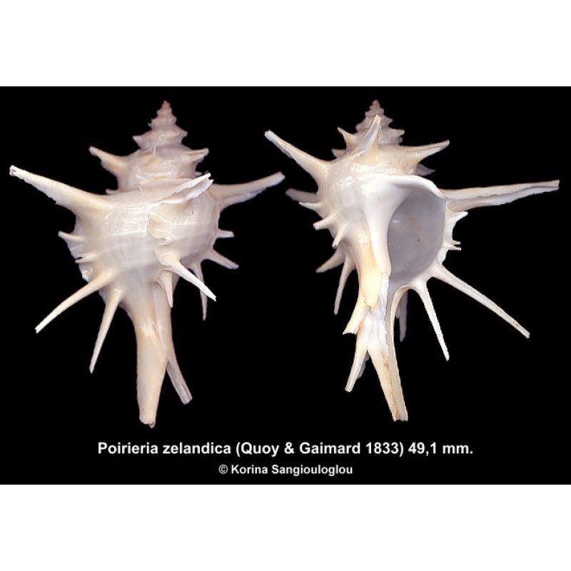 Poirieria zelandica Gorgeous Super Spiny!