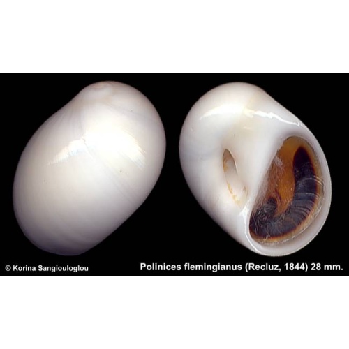 Polinices flemingianus Outstanding Gorgeous Superb!