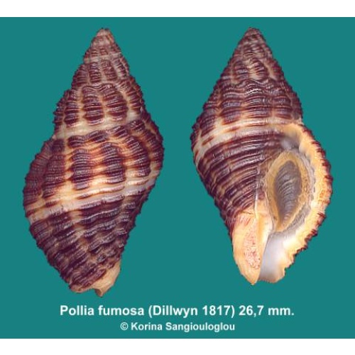 Pollia fumosa Outstanding Dark color!