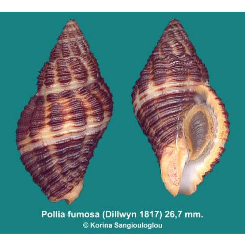 Pollia fumosa Outstanding Dark color!