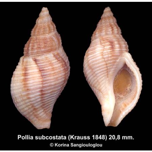 Pollia subcostata Outstanding Uncommon!