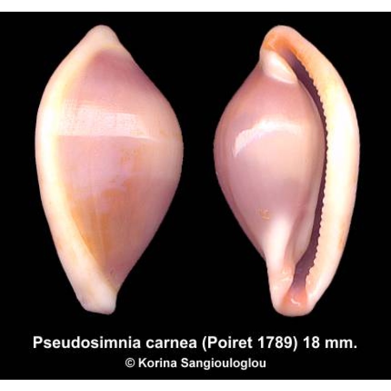 Pseudosimnia carnea Outstanding Colorful!