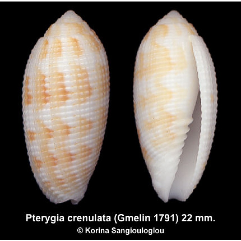 Pterygia crenulata Outstanding!