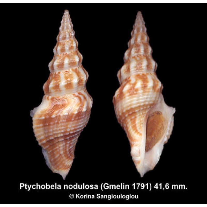 Ptychobela nodulosa Gorgeous Superb!