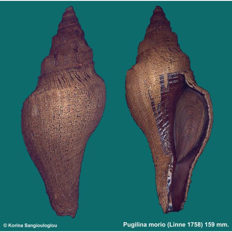 Pugilina morio Gorgeous Extra large!