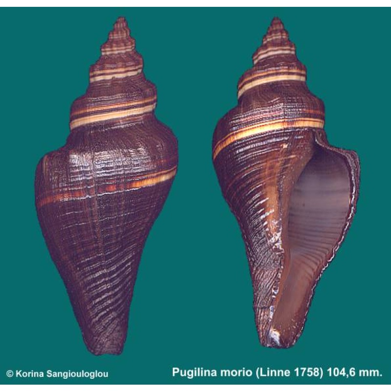 Pugilina morio Gorgeous Superb!