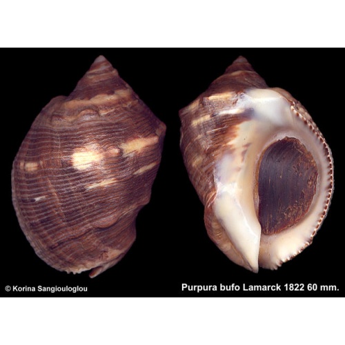 Purpura bufo Gorgeous Large!