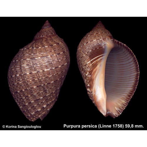 Purpura persica Gorgeous Superb!