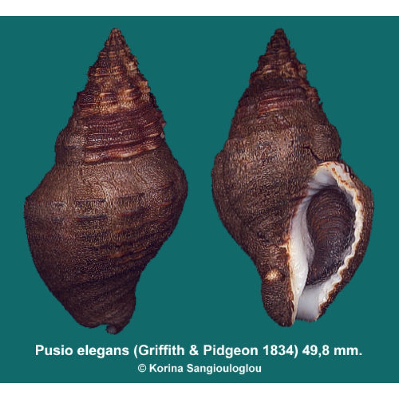 Pusio elegans Outstanding Large With Periostracum!