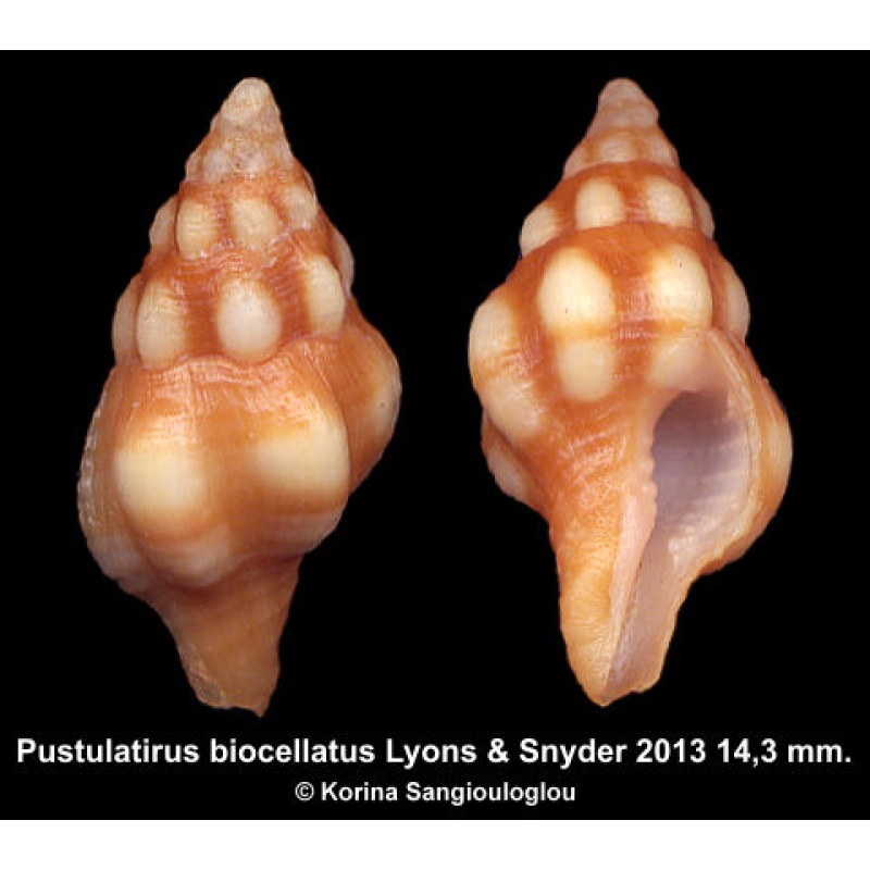 Pustulatirus biocellatus Gorgeous Rare!
