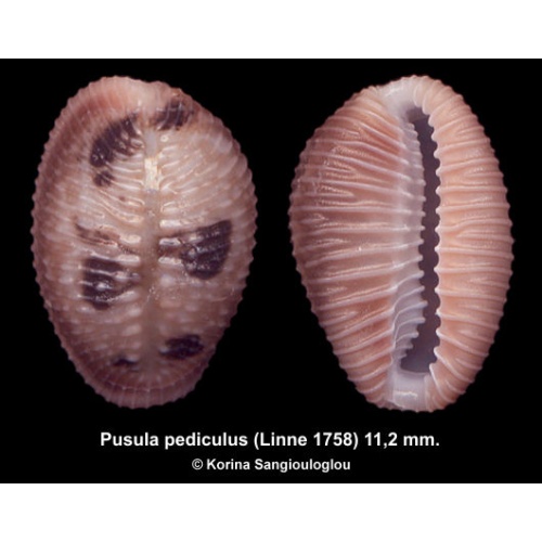 Pusula pediculus Outstanding!