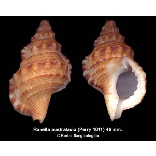 Ranella australasia Gorgeous Knobby Form!