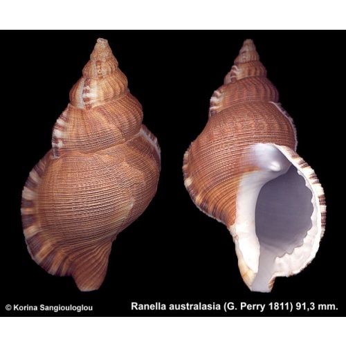 Ranella australasia Outstanding Rare Smooth form Large!