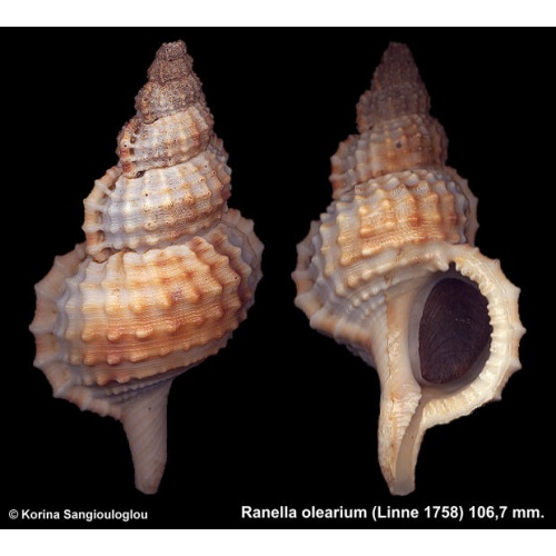 Ranella olearium Gorgeous Thick Knobby!