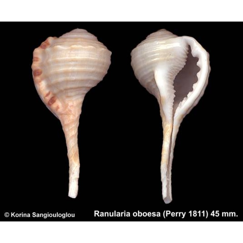 Ranularia oboesa Gorgeous Uncommon!