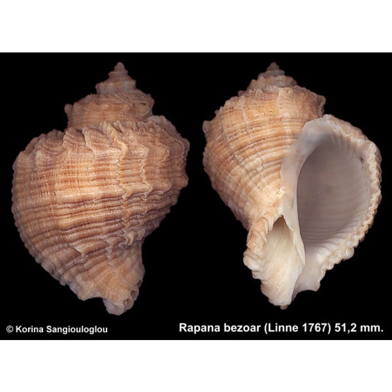 Rapana bezoar Gorgeous Frilly!